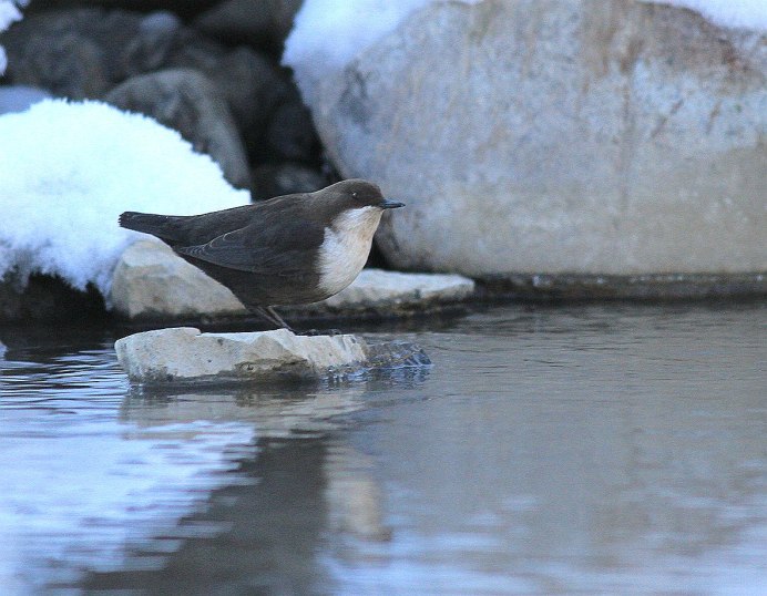 Оляпка в Карелии