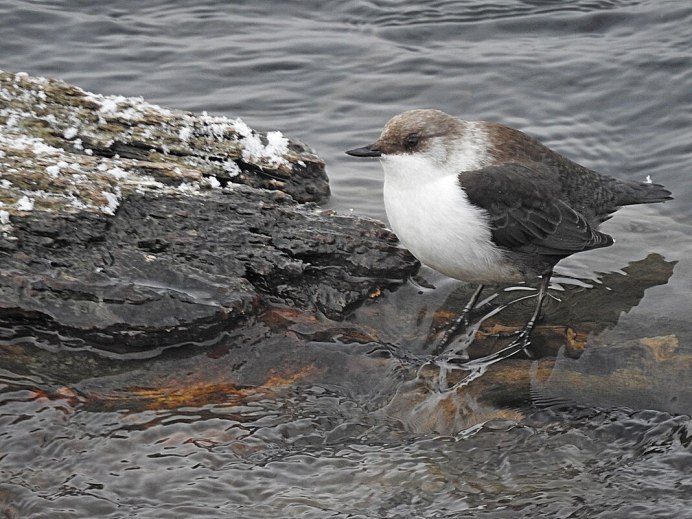 Водяной Воробей оляпка фото
