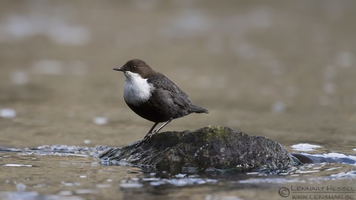 Оляпка бегает по дну