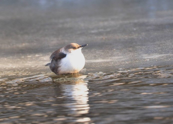 Оляпка Иркутской области