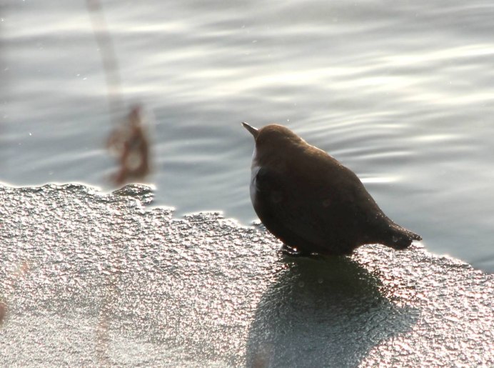 Птица этого года