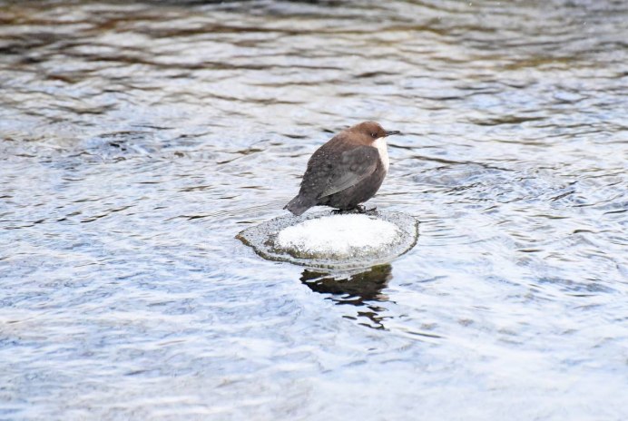 Оляпка птица в воде