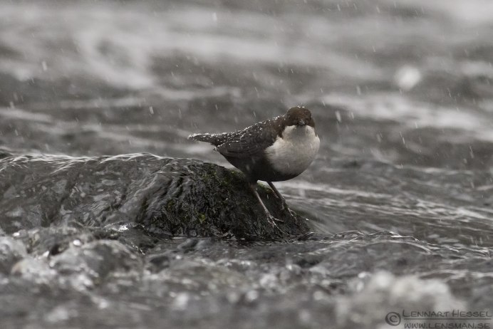 Водяной Воробей
