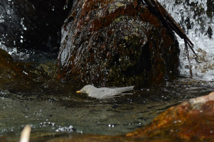 Речной Воробей-оляпка