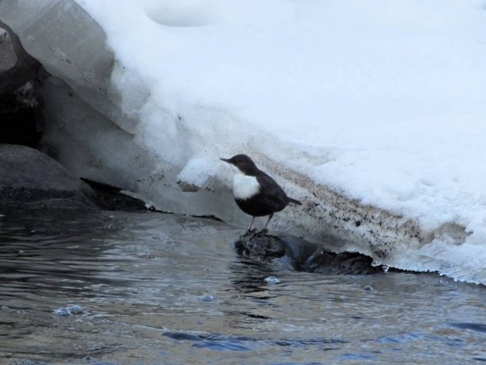 Оляпка птица под водой