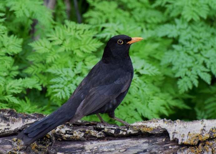 Черная птица с черным клювом