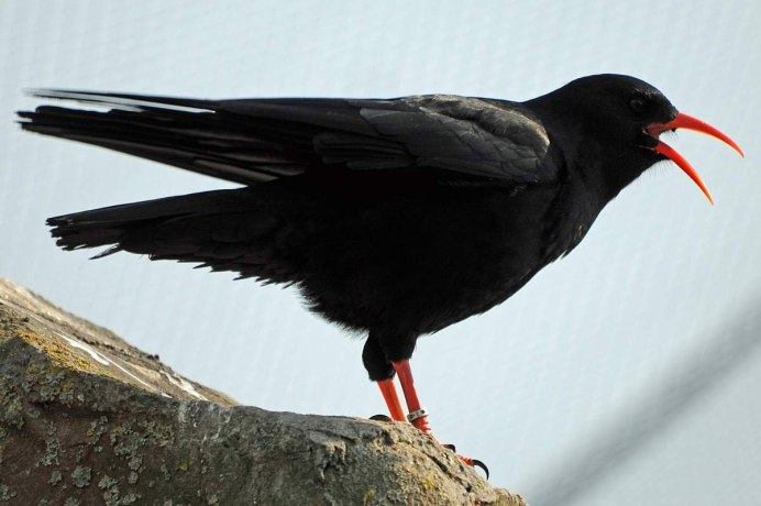 Маленькая черная птичка