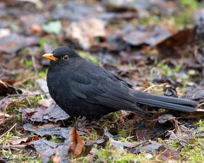 Черный Дрозд птица