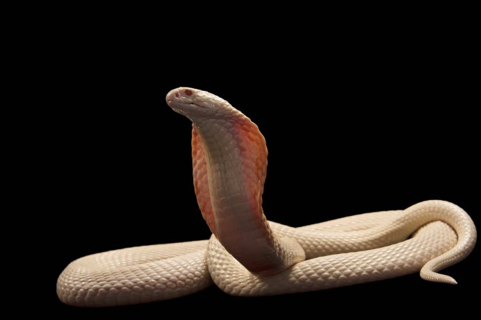 Моноклевая Кобра