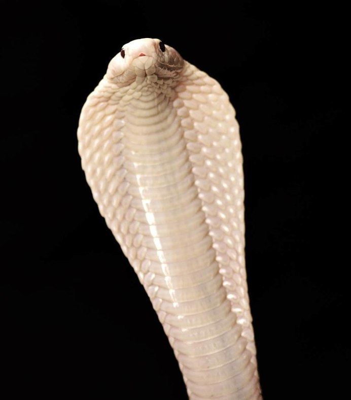 Nightfox White Cobra