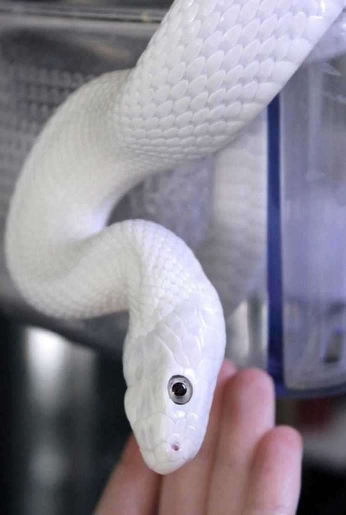 Королевская змея альбинос