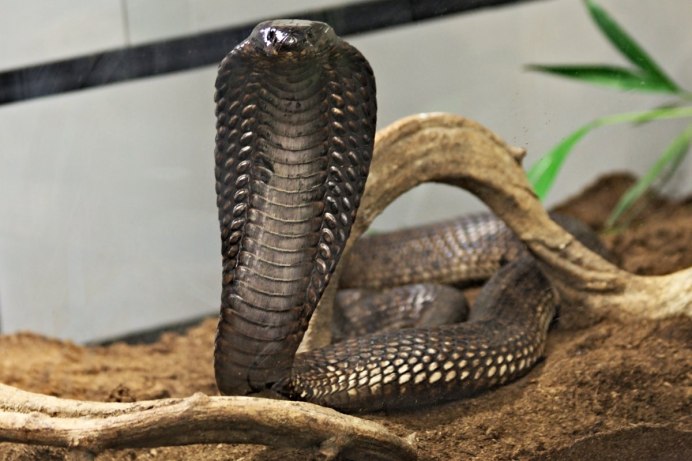 Змея Техасский полоз