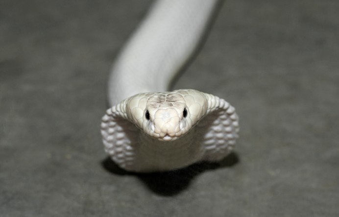 Моноклевая Кобра