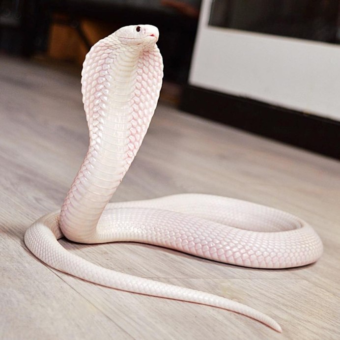 Моноклевая Кобра леуцист