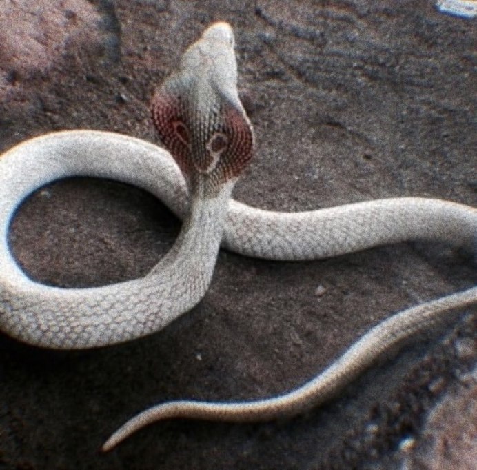 Королевская Кобра голубая