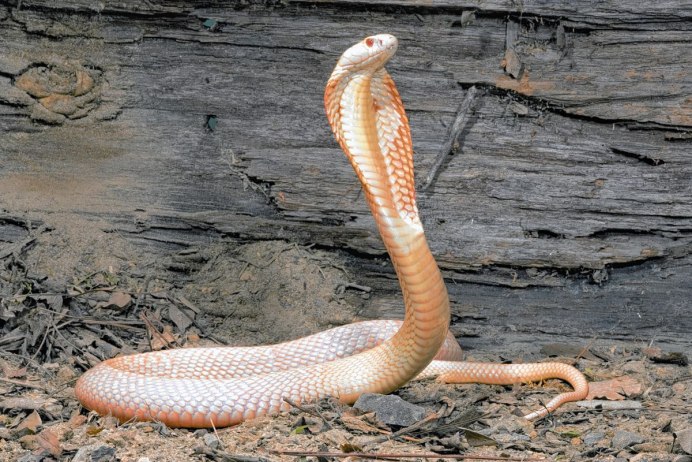 Белая Кобра фото