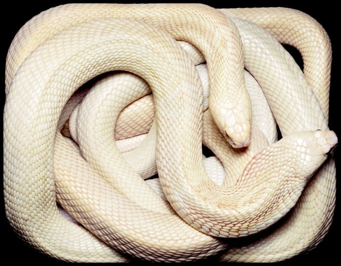 Моноклевая Кобра леуцист