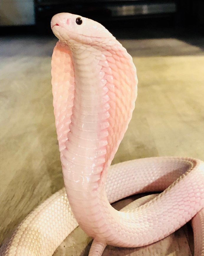 Змея Королевская Кобра белая