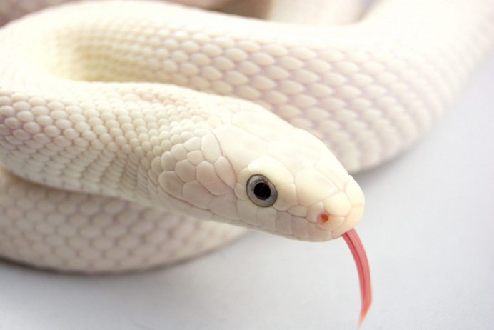 Змеи Гвидо Мокафико