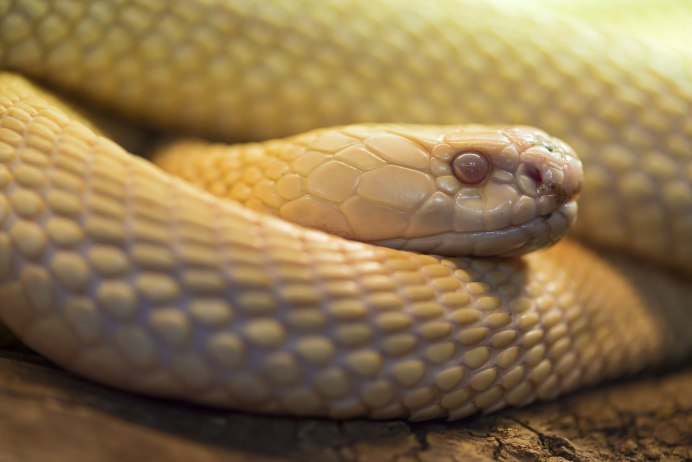 Королевская змея Калифорнийская Albino