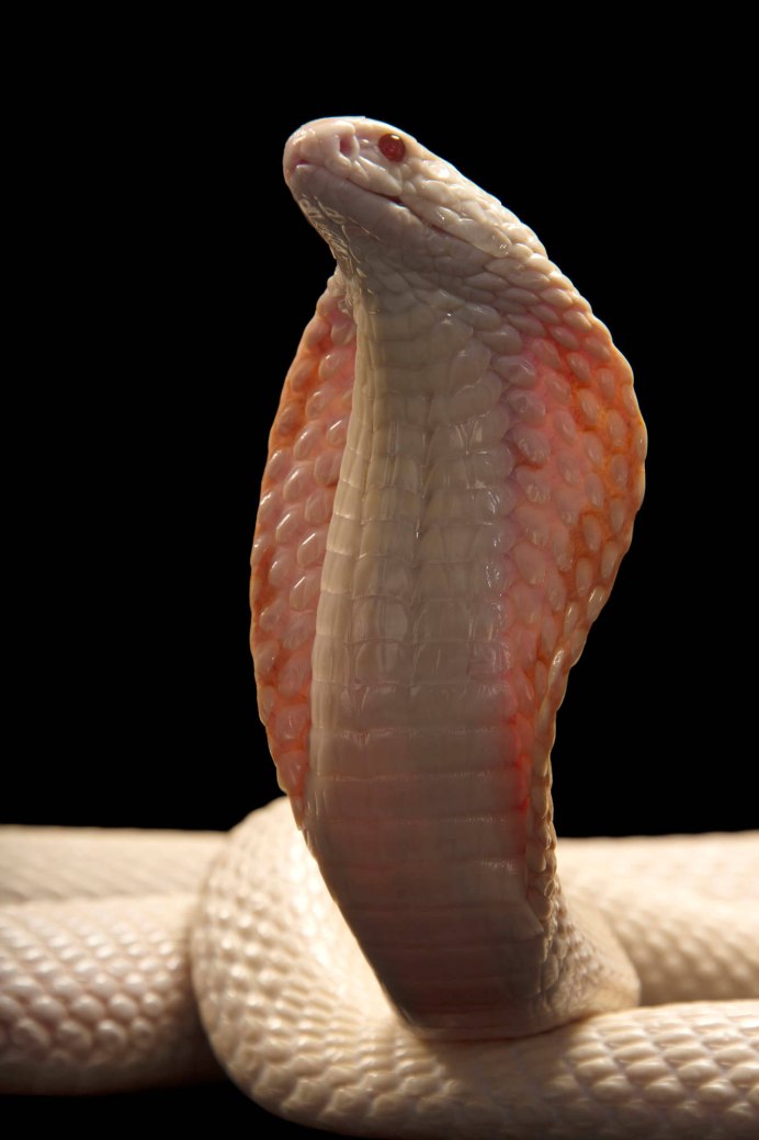 Королевская Кобра альбинос