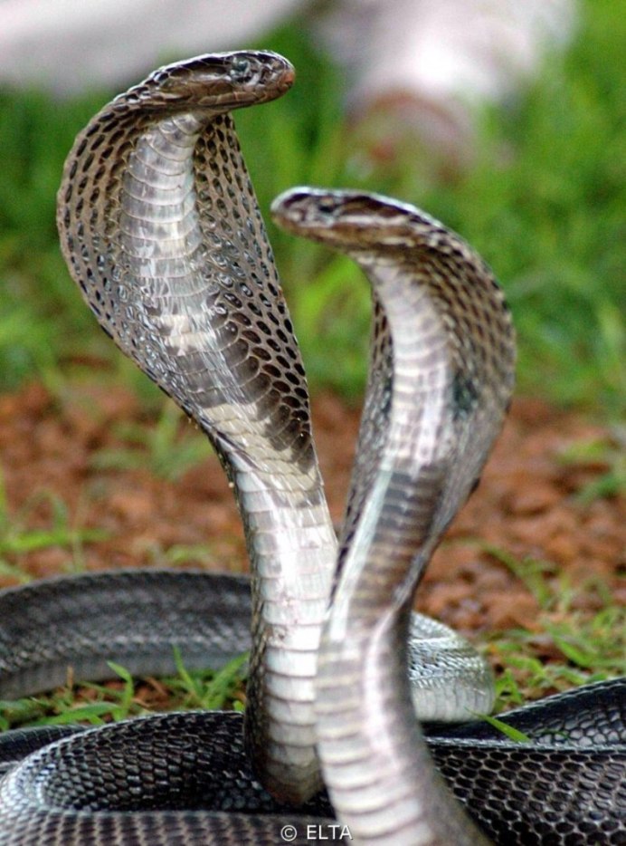 Моноклевая Кобра