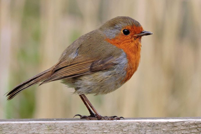 Птица похожая на воробья с оранжевой грудкой