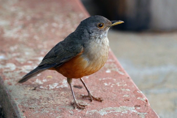 Горихвостка обыкновенная птица