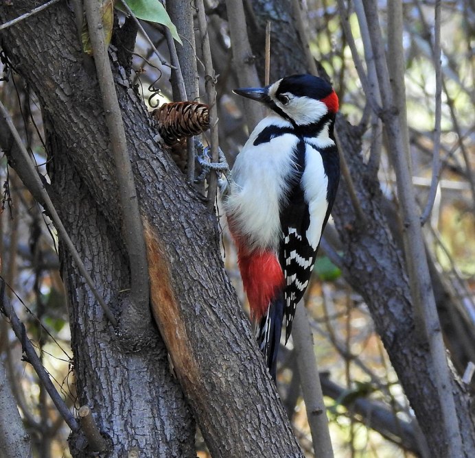 Дятел Красношапочник
