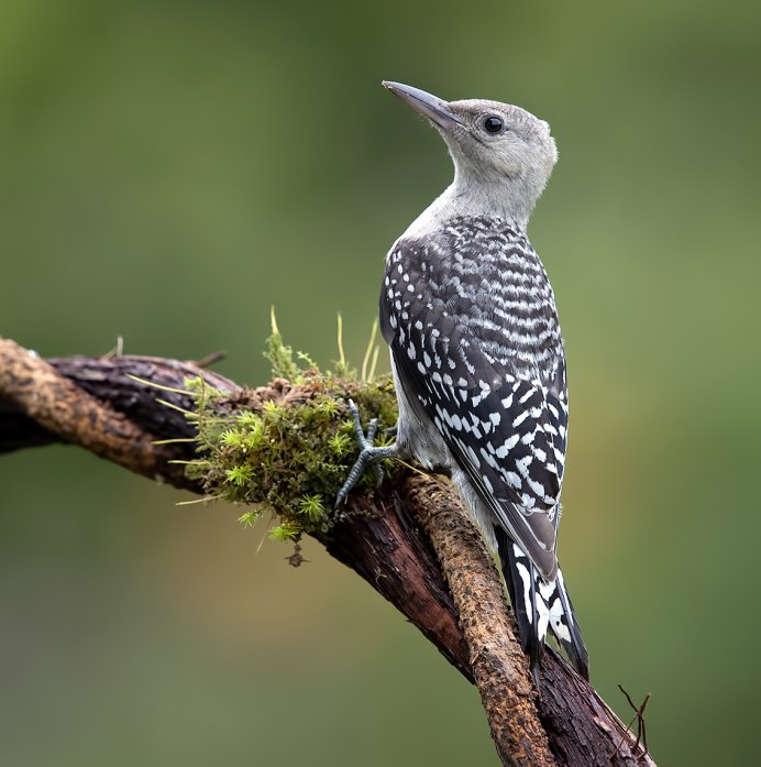 Большой пёстрый дятел Dendrocopos Major