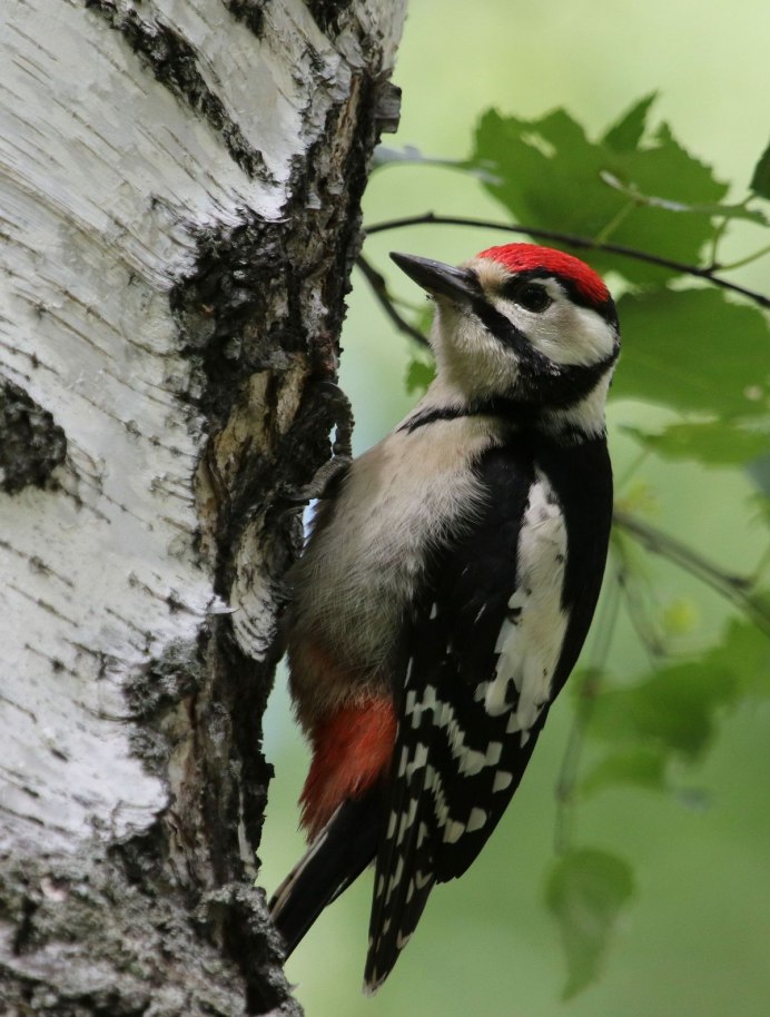 Большой пестрый дятел молодая птица