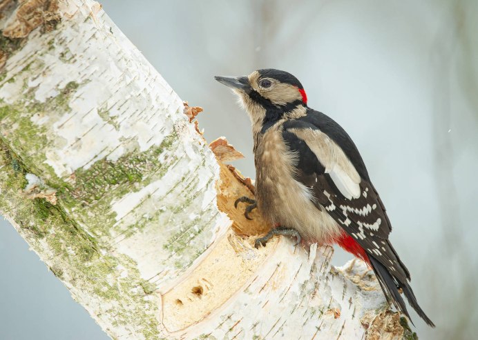 Птицы живут на ветках дерева