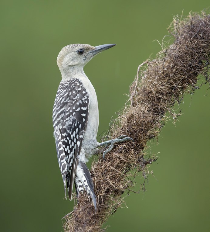 Краснохвостый дятел