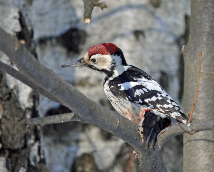Большой пестрый дятел самец