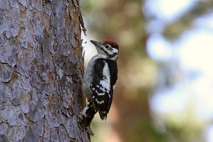 Краснохвостый дятел