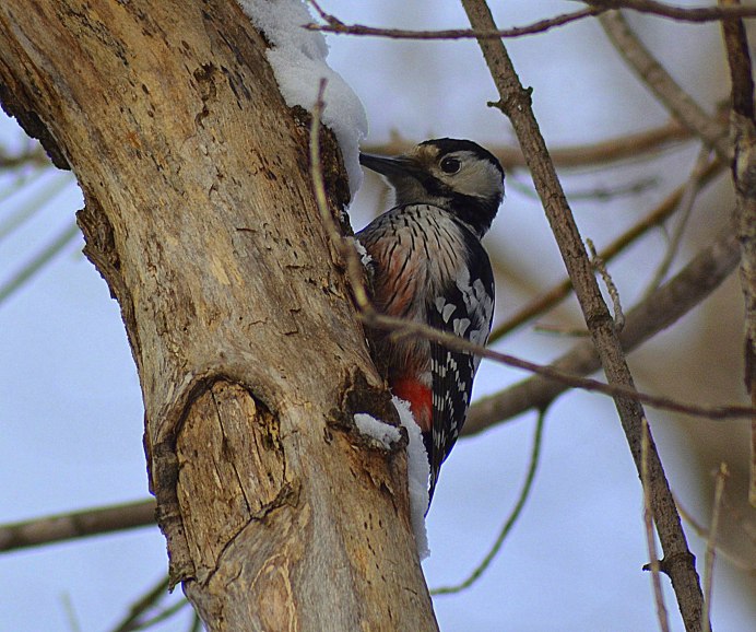 Семейство дятловые (Picidae)
