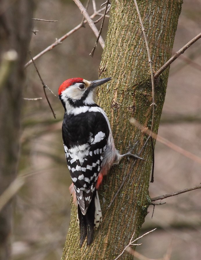 Молодой дятел