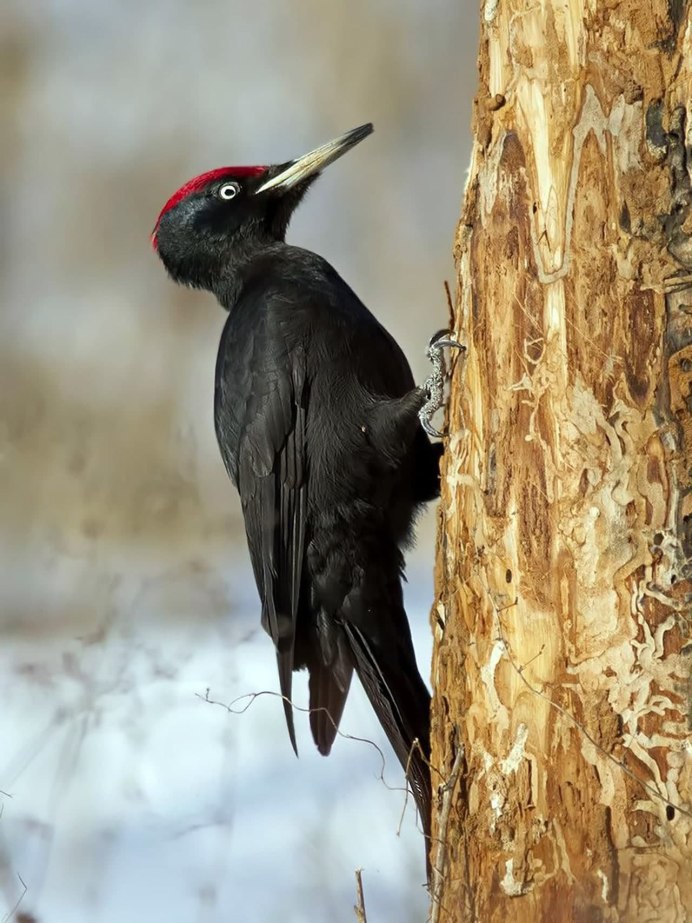 Краснохвостый дятел