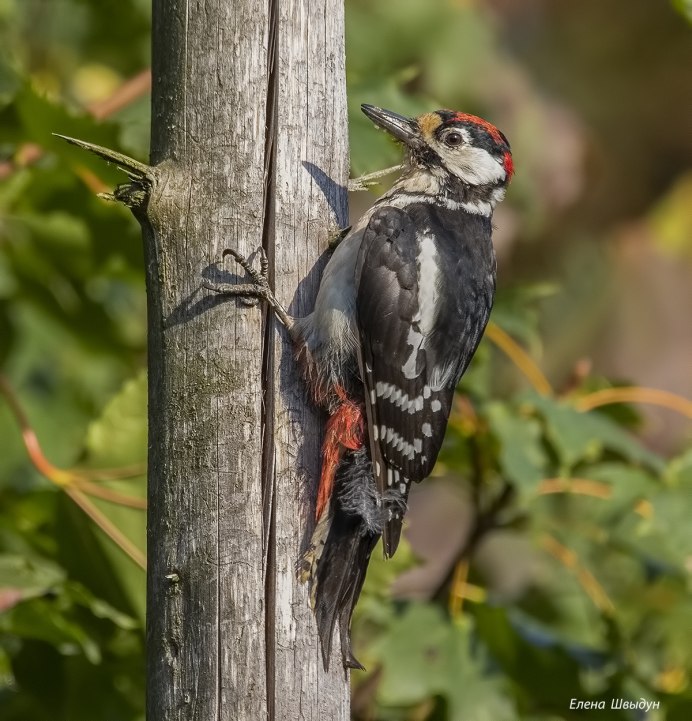 Хохлатый Красношапочный дятел