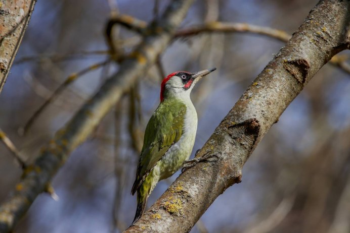 Дятел самка и самец