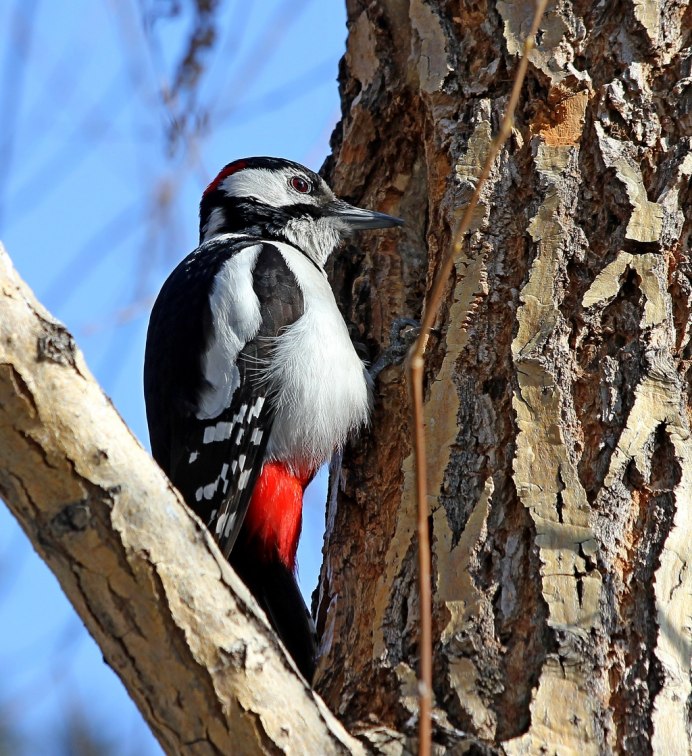 Дятел стучит по дереву