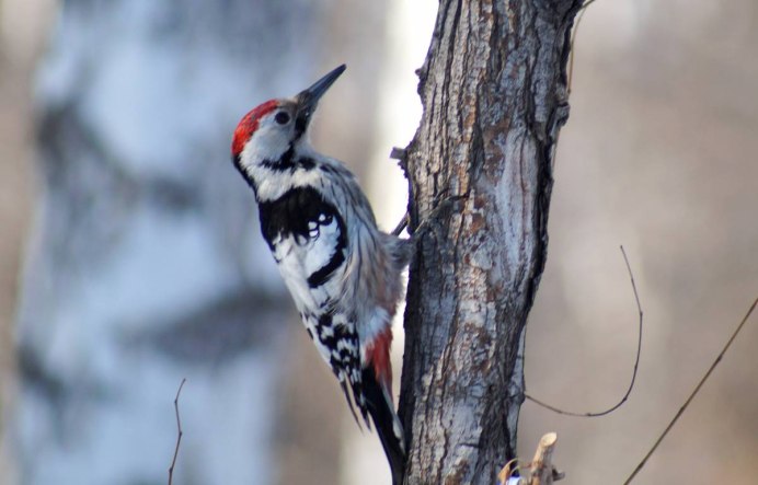 Птица дятел БПД