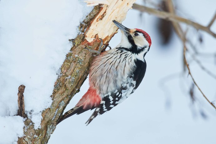 Птица дятел