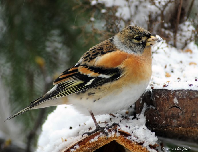 Юрок (fringilla montifringilla)