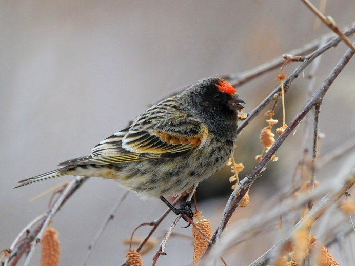 Красношапочный вьюрок (Serinus pusillus).