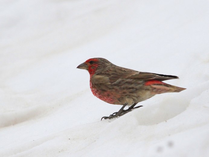 Юрок (fringilla montifringilla)