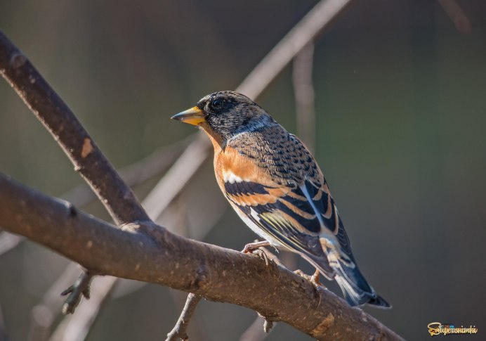Brambling