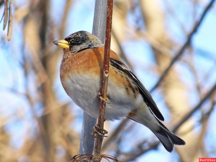 Юрок (fringilla montifringilla)
