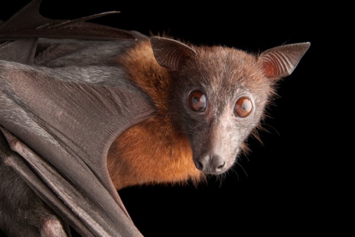 Flying Fox