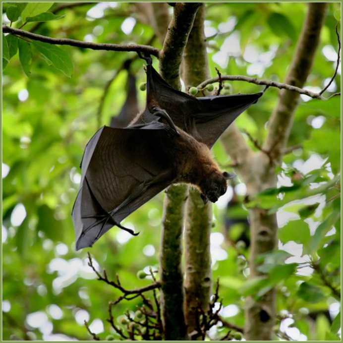 Pteropus rodricensis